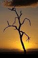 Milan noir au lever du soleil dans le Parc national Kruger. Animal 
 Oiseau 
 Rapace 
 Milan noir 
 Milvus migrans 
 Milan à bec jaune 
 Silhouette 
 Lever du soleil 
 Afrique du Sud 
 Parc national Kruger 
 Animaux d'Afrique 
 Faune d'Afrique 
 Afrique 