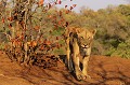 Lionne en patrouille dans le Parc national Kruger en Afrique du Sud. Animal 
 Mammifère 
 Lion 
 Lionne 
 Panthera leo 
 Félin 
 Carnivore 
 Afrique du Sud 
 Animaux d'Afrique 
 Faune d'Afrique 
 Afrique 
 Parc national Kruger 