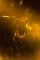 Lionne en fin d'après-midi pendant une longue journée d'accouplement. Animal 
 Mammifère 
 Lion 
 Lionne 
 Panthera leo 
 Félin 
 Accouplement 
 Portrait 
 Carnivore 
 Prédateur 
 Désert du Kalahari 
 Parc Transfrontalier de Kgalagadi 
 Afrique du Sud 
 Animaux d'Afrique 
 Faune d'Afrique 
 Afrique 
 Contre jour 
 Silhouette 
 Lumière 
 Rayon de soleil 