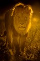 Lion en fin d'après-midi pendant une longue journée d'accouplement. Animal 
 Mammifère 
 Panthera leo 
 Lion 
 Lion à crinière noire 
 Crinière noire 
 Portrait 
 Félin 
 Désert du Kalahari 
 Parc Transfrontalier de Kgalagadi 
 Afrique du Sud 
 Animaux d'Afrique 
 Accouplement 
 Carnivore 
 Prédateur 
 Faune d'Afrique 
 Afrique 
 Contre jour 
 Silhouette 
 Lumière 