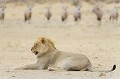 Lion mâle à l'affût devant un troupeau d'oryx dans le désert du Kalahari. Animal 
 Mammifère 
 Lion 
 Lion à crinière noire 
 Crinière noire 
 Panthera leo 
 Félin 
 Carnivore 
 Oryx 
 Oryx gazella 
 Gemsbok 
 Bovidé 
 Troupeau 
 Troupeau d'oryx 
 Désert du Kalahari 
 Parc Transfrontalier de Kgalagadi 
 Afrique du Sud 
 Animaux d'Afrique 
 Portrait 
 Faune d'Afrique 
 Point d'eau 
 Lions mâles 
 Afrique 
 Proie 
 Predateur 
 Chasse 
 Guetter 
 A l'affût 