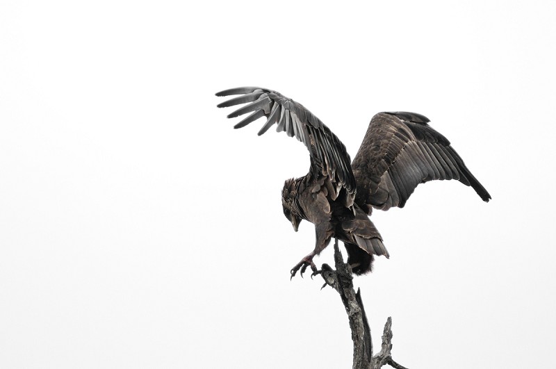 Bateleur des savanes
