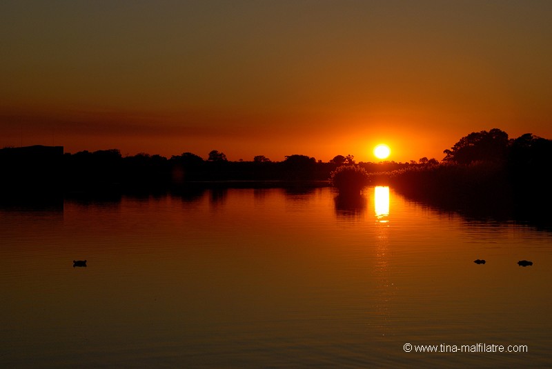Hippopotames au coucher du soleil
