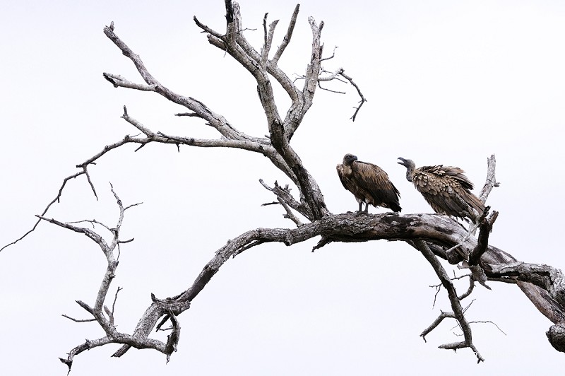Conversation sur une branche