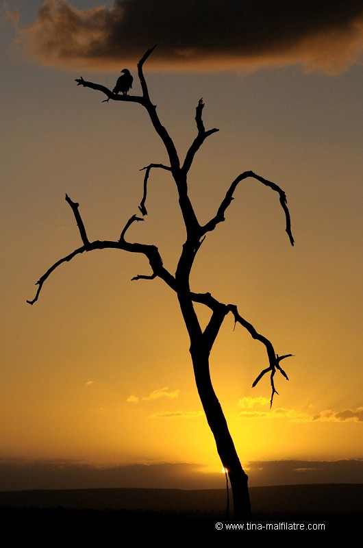 Silhouette au lever du soleil