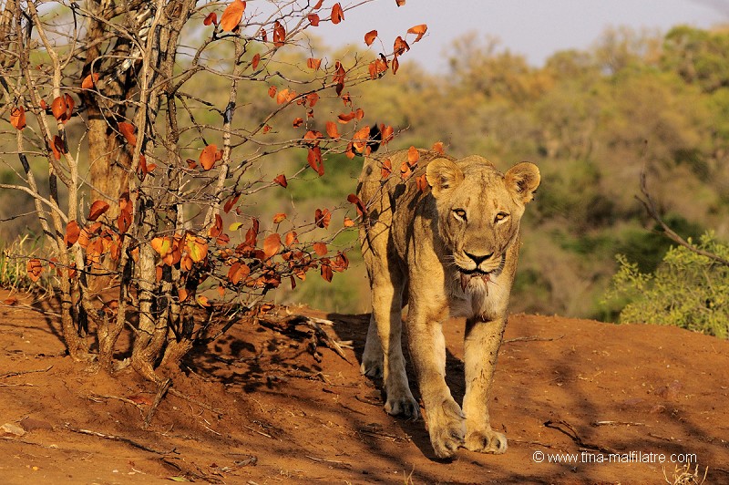 Lionne en patrouille