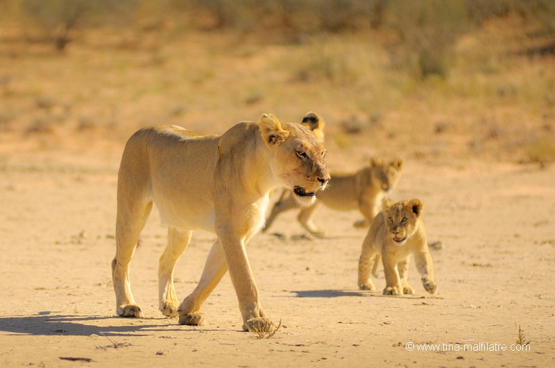 Lioness