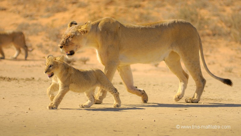 Lioness